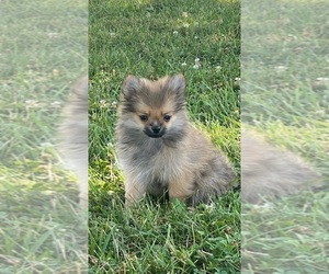 Pomeranian Puppy for sale in CANOGA, NY, USA