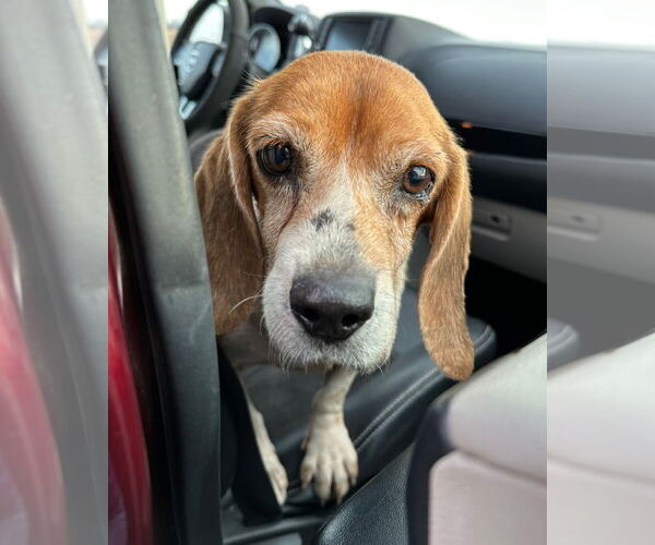 Medium Photo #1 Beagle Puppy For Sale in Dunnellon, FL, USA