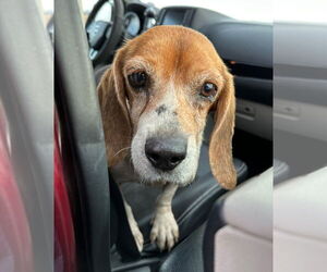 Beagle Dogs for adoption in Dunnellon, FL, USA