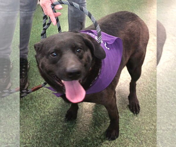 Medium Photo #1 Labrador Retriever Puppy For Sale in Golden Valley, AZ, USA