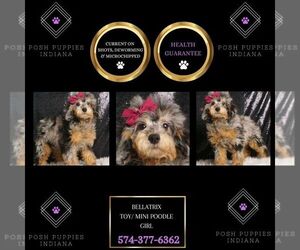 Poodle (Toy) Puppy for sale in WARSAW, IN, USA