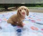 Small #2 Dachshund