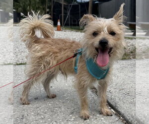 Shih Tzu-Unknown Mix Dogs for adoption in Sanford, FL, USA