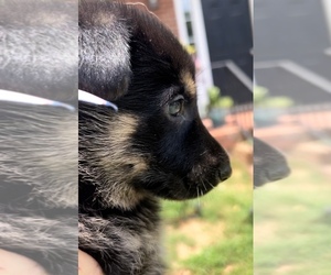 German Shepherd Dog Puppy for sale in SPARTANBURG, SC, USA