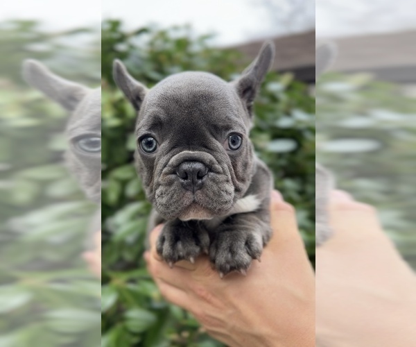 Medium Photo #9 French Bulldog Puppy For Sale in METUCHEN, NJ, USA