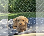 Small #4 Poodle (Toy)
