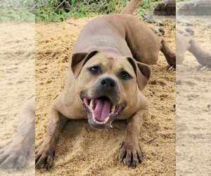 Adele - Female Boxer-Unknown Mix Dog for Adoption - Photo #2