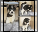 Small Photo #46 Siberian Husky Puppy For Sale in BLOOMFIELD, IN, USA