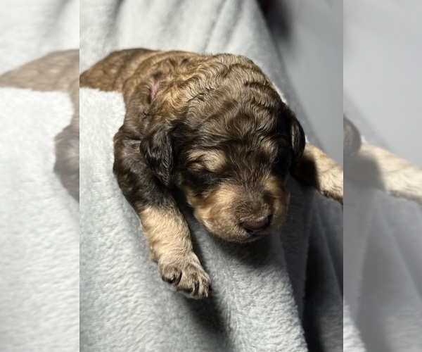 Medium Photo #46 Goldendoodle Puppy For Sale in HOWARD CITY, MI, USA