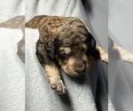 Small #4 Goldendoodle