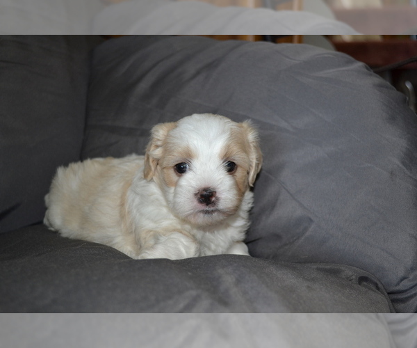 Medium Photo #3 Mal-Shi Puppy For Sale in GREENWOOD, WI, USA