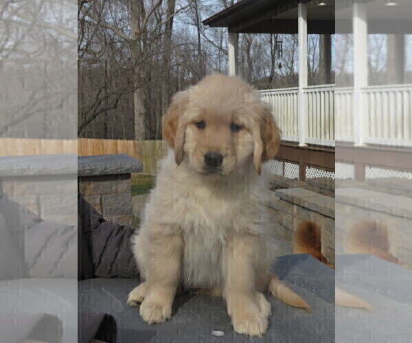 Full screen Photo #2 Golden Retriever Puppy For Sale in MECHANICSVILLE, MD, USA