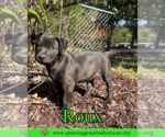 Small #3 Mutt