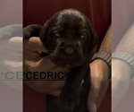 Litter of 8 - Male(s) and Female(s) Cane CorsoLitter of Puppies for Sale - Photo #2