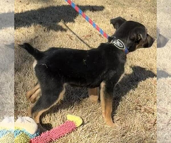 Medium Photo #4 Mutt Puppy For Sale in Yardley, PA, USA