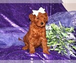 Small #2 Goldendoodle (Miniature)