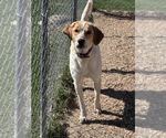 Small Coonhound-Great Pyrenees Mix