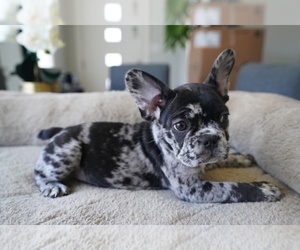 French Bulldog Puppy for sale in SAN FRANCISCO, CA, USA
