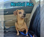 Small #3 Dachshund