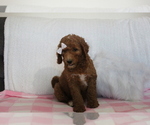 Puppy 2 Goldendoodle-Poodle (Standard) Mix