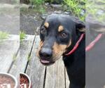 Small American Staffordshire Terrier Mix