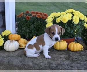 Jack Russell Terrier Puppy for sale in MILLERSBURG, OH, USA