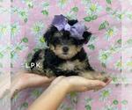 Small Photo #1 Schnoodle (Miniature) Puppy For Sale in WINNSBORO, LA, USA