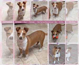 Toy Rat Doxie Dogs for adoption in Mesa, AZ, USA