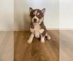 Small Photo #25 Siberian Husky Puppy For Sale in INMAN, SC, USA