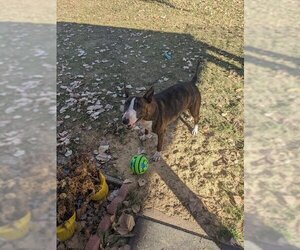 Bull Terrier Dogs for adoption in Aurora, CO, USA