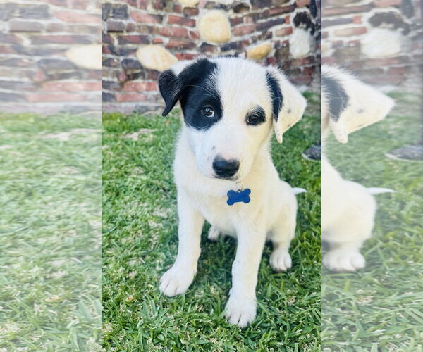 Medium Photo #1 Mutt Puppy For Sale in Marina Del Rey, CA, USA