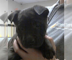 Mutt Dogs for adoption in Fayetteville, NC, USA