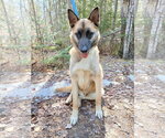 Small #10 German Shepherd Dog Mix