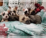 Small Photo #9 French Bulldog Puppy For Sale in OSHKOSH, WI, USA