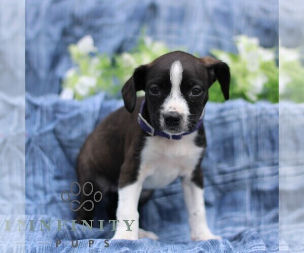 Medium Photo #1 Boston Terrier-Cock-A-Poo Mix Puppy For Sale in PORT ROYAL, PA, USA