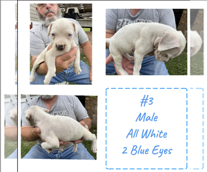 Bulldog Puppy for sale in BEULAVILLE, NC, USA