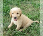 Small Photo #7 Goldendoodle Puppy For Sale in WAYNESVILLE, MO, USA