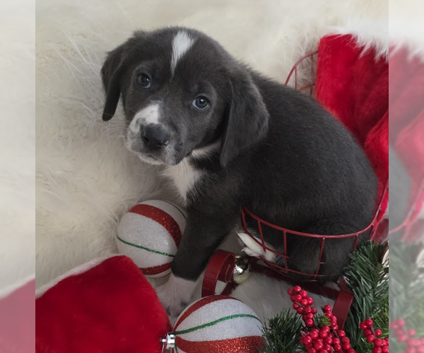 Medium Photo #4 Mutt Puppy For Sale in Brooklyn, NY, USA