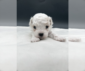 Zuchon Puppy for sale in FAIRBANK, IA, USA