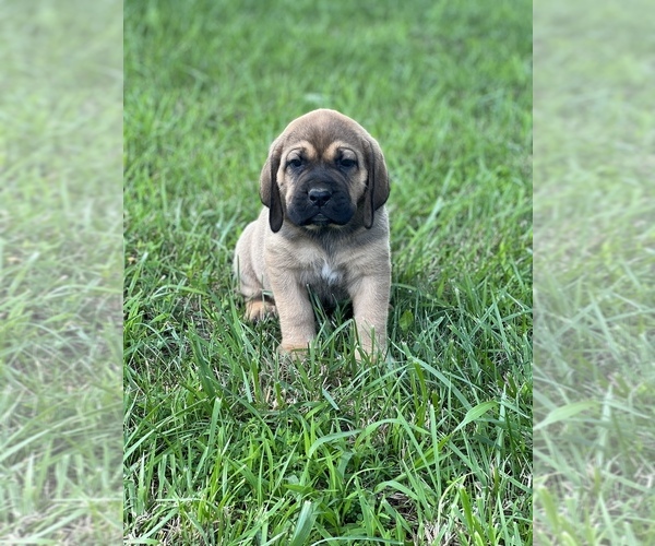 Medium Photo #8 Bloodhound-Mastiff Mix Puppy For Sale in COLCORD, OK, USA