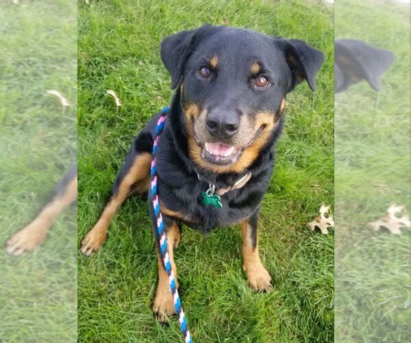 Medium Photo #14 Rottweiler Puppy For Sale in Rockaway, NJ, USA