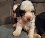 Small #9 Bernedoodle (Miniature)