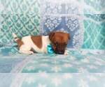Small Photo #8 Jack Russell Terrier Puppy For Sale in HONEY BROOK, PA, USA