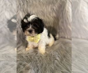 Lhasa Apso-Poodle (Toy) Mix Puppy for sale in BEECH GROVE, IN, USA