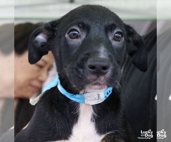 Medium Photo #4 Australian Shepherd-Unknown Mix Puppy For Sale in Washington, DC, USA