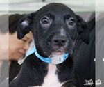 Small #3 Australian Shepherd Mix
