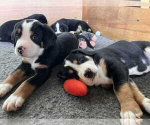 Greater Swiss Mountain Dog Puppy for sale in A Coruna, Galicia, Spain