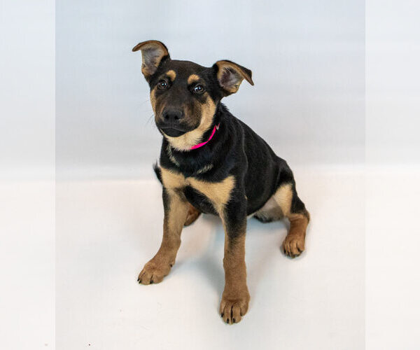 Medium Photo #5 Mutt Puppy For Sale in Kennesaw, GA, USA