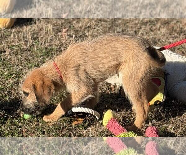 Medium Photo #3 Labrador Retriever-Unknown Mix Puppy For Sale in Yardley, PA, USA