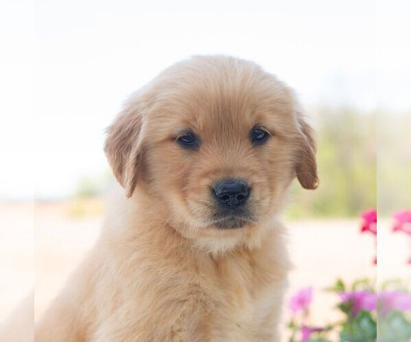 Medium Photo #1 Golden Retriever Puppy For Sale in NEWPORT, PA, USA